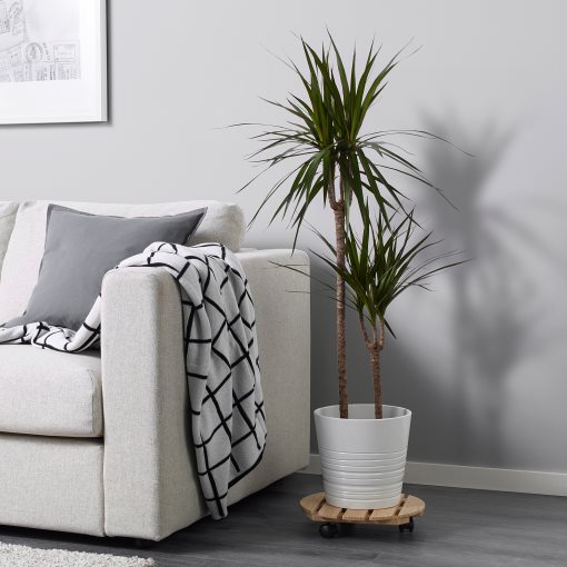 DRACAENA, Саксийно растение, 404.084.55