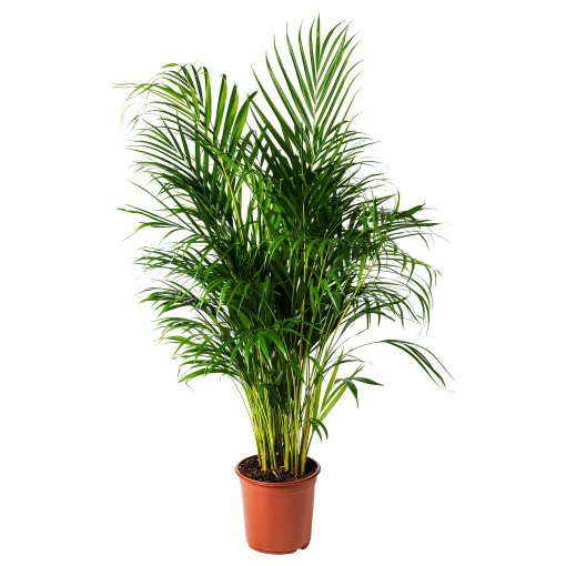 LUTESCENS, саксийно растение 24 см, Палма Areca, 468.040.05