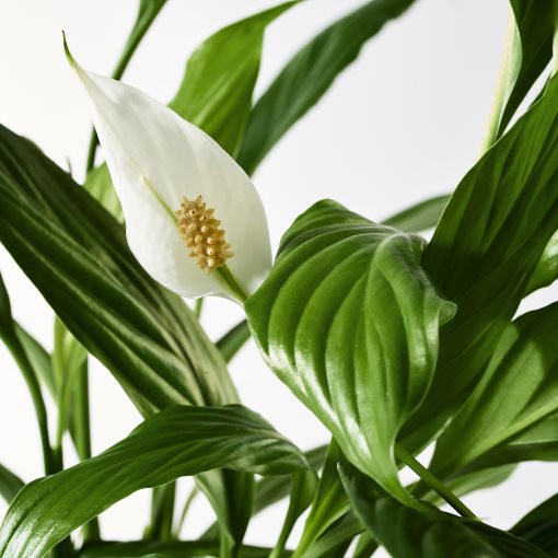 SPATHIPHYLLUM, саксийно растение, Спатифилум, 601.449.01