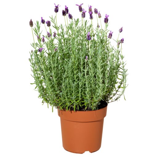 LAVANDULA, Саксийно растение лавандула, 606.239.96