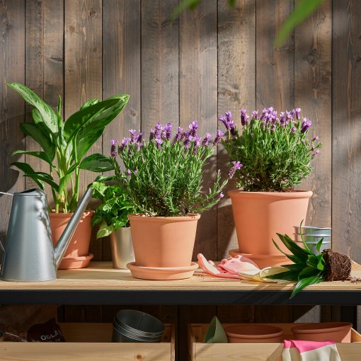 LAVANDULA, Саксийно растение лавандула, 606.239.96