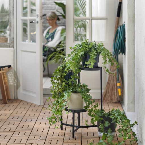 HEDERA HELIX, Естествено саксийно растение, 668.040.47