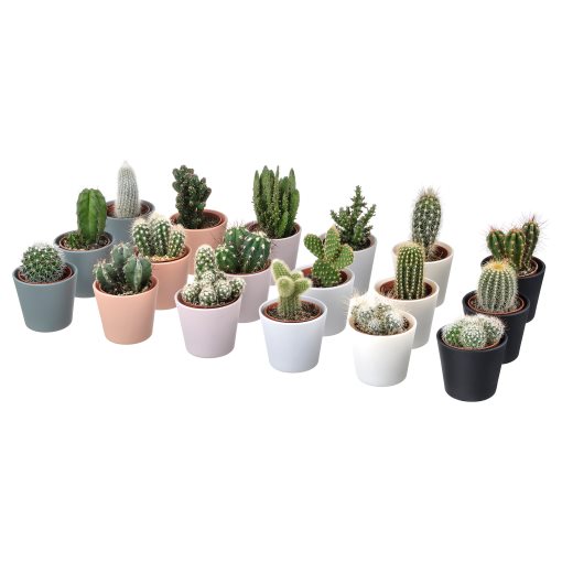CACTACEAE, саксийно растение+саксия, Кактус, 3 бр/к-т, 704.020.32