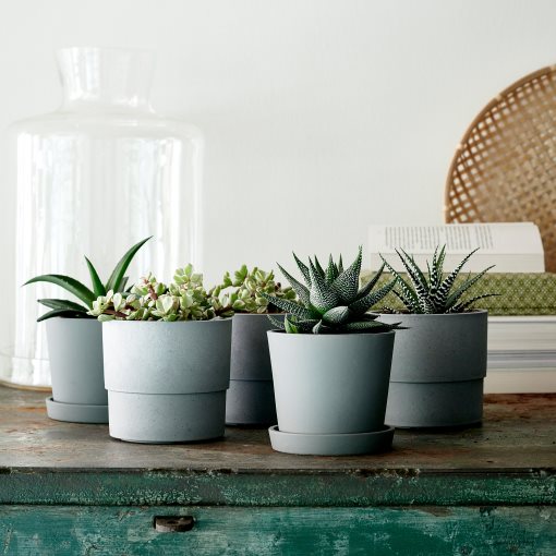 SUCCULENT, саксийно растение, микс, 103.110.06