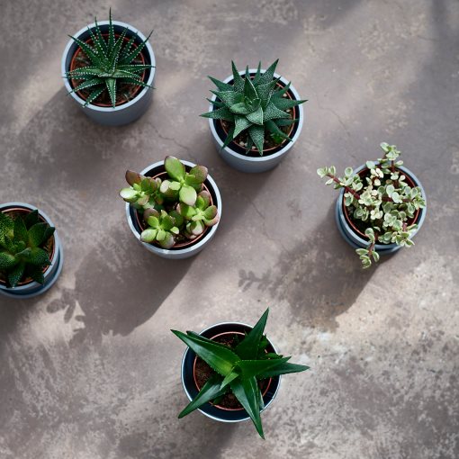 SUCCULENT, саксийно растение, микс, 103.110.06