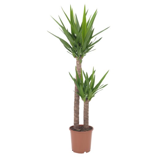YUCCA, Саксийно растение, 103.293.08
