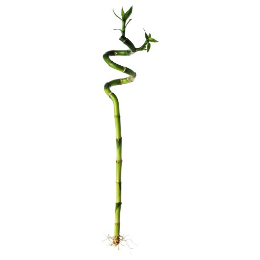 DRACAENA, растение, Бамбук Lucky/спирала, 500.645.89