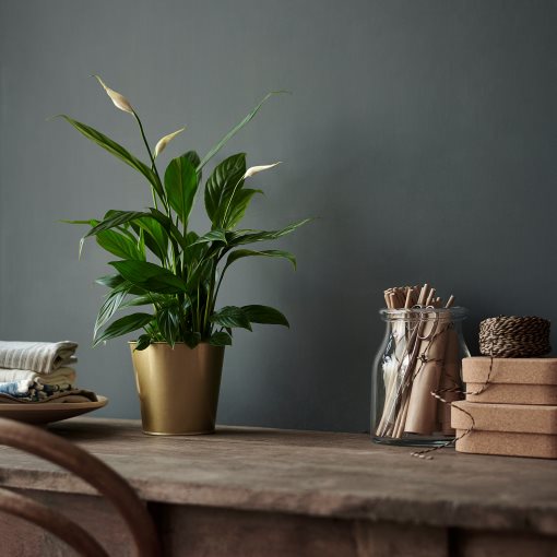SPATHIPHYLLUM, саксийно растение, Спатифилум, 601.449.01