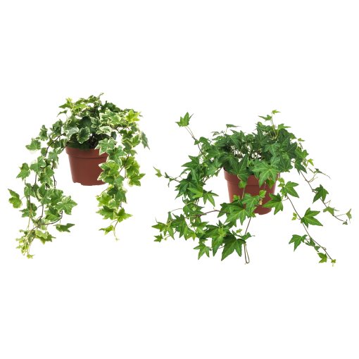HEDERA HELIX, Естествено саксийно растение, 668.040.47