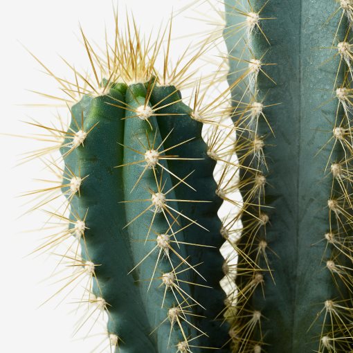 CACTACEAE, саксийно растение, микс, 003.109.60