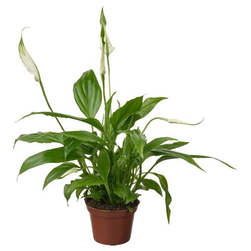 SPATHIPHYLLUM, Саксийно растение, Спатифилум, 005.986.88