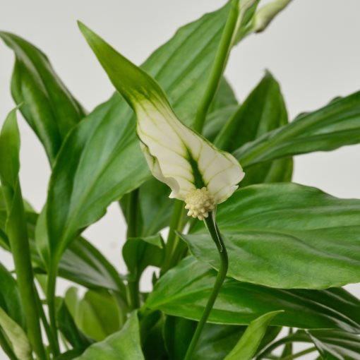 SPATHIPHYLLUM, Саксийно растение, Спатифилум, 005.986.88