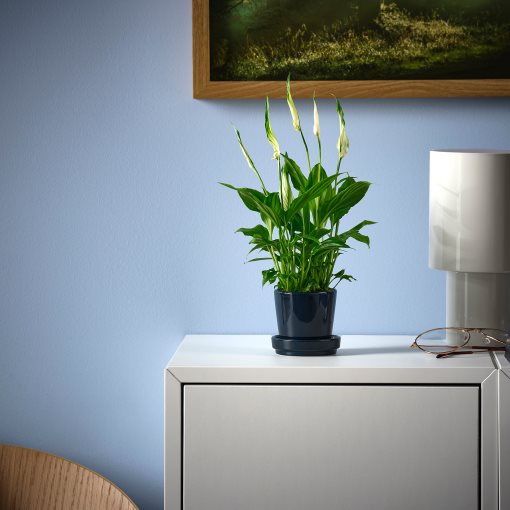 SPATHIPHYLLUM, Саксийно растение, Спатифилум, 005.986.88