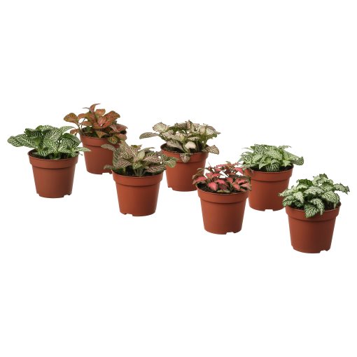 FITTONIA, Саксийно растение, Фитония, 005.986.93