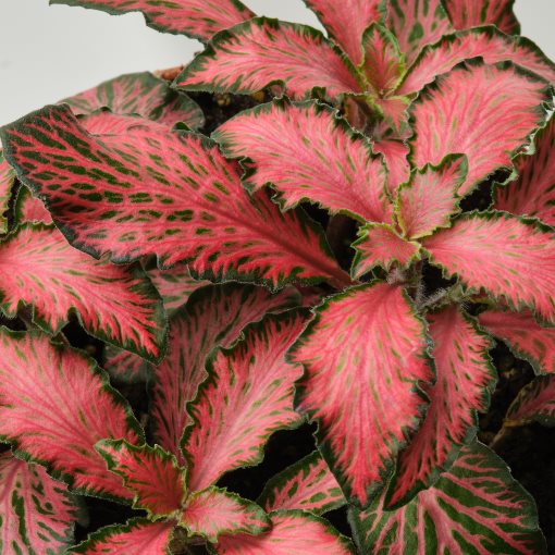 FITTONIA, Саксийно растение, Фитония, 005.986.93