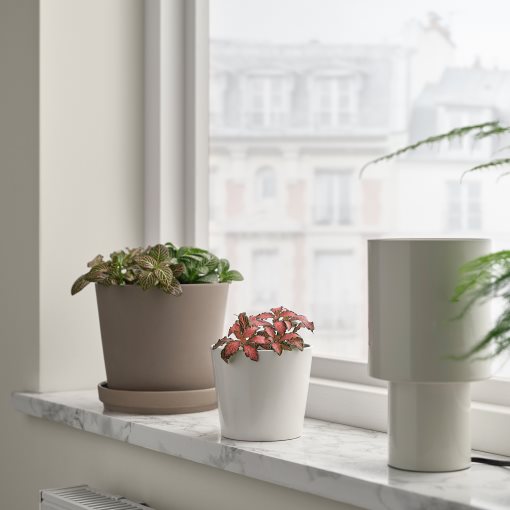 FITTONIA, Саксийно растение, Фитония, 005.986.93