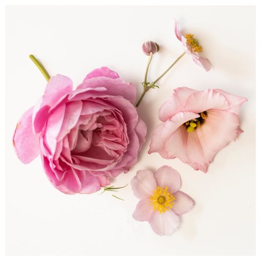 LOTSFÅGEL, ароматна свещ в стъклена чашка, Розови цветя, 20 ч., 006.084.56