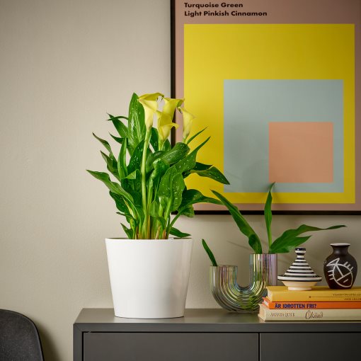 ZANTEDESCHIA, саксийно растение, Кала, 14 см, 006.239.99