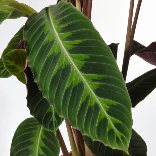 CALATHEA, саксийно растение, 19 см, Калатея/микс, 102.588.29
