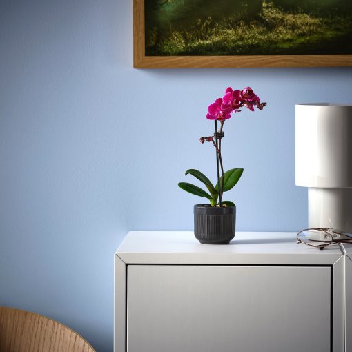 PHALAENOPSIS, Саксийно растение, Орхидея, 105.986.78