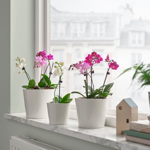 PHALAENOPSIS, Саксийно растение, Орхидея, 105.986.78