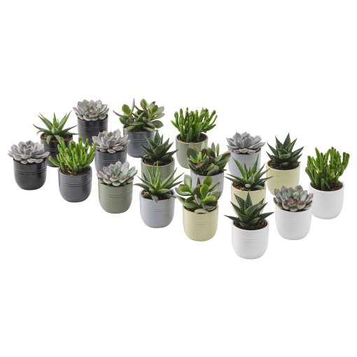 SUCCULENT, саксийно растение със саксия, Кактус, 105.986.83