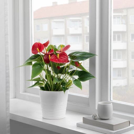 ANTHURIUM, саксийно растение, Антуриум, 204.449.06