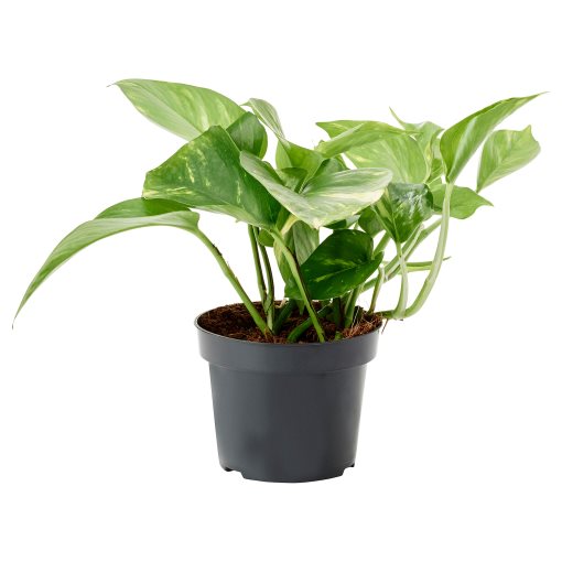 EPIPREMNUM, саксийно растение, Дяволски бръшлян, 12 см, 205.281.90
