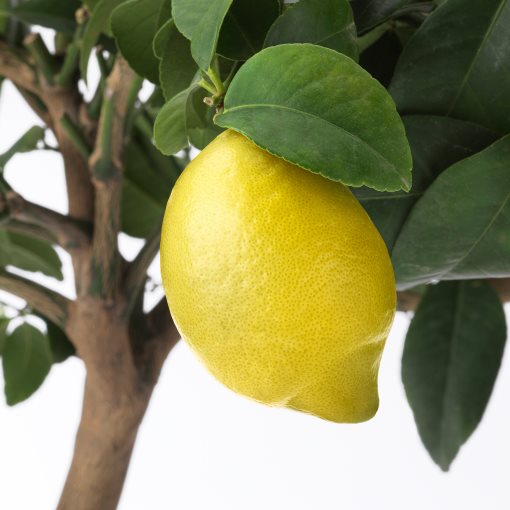 CITRUS, Саксийно растение, Лимон, 205.746.29