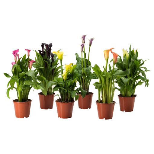ZANTEDESCHIA, саксийно растение, Кала микс, 205.982.39