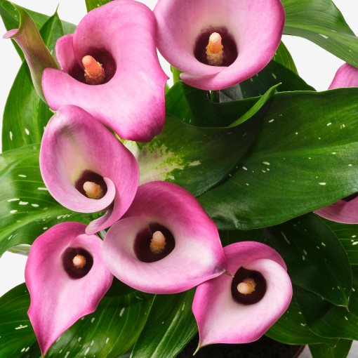 ZANTEDESCHIA, саксийно растение, Кала микс, 205.982.39