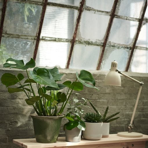 MONSTERA, саксийно растение, Монстера, 303.494.90