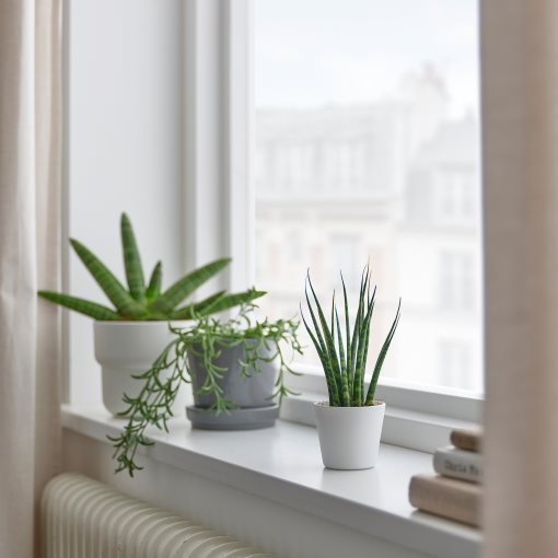 SANSEVIERIA, саксийно растение+саксия, Сансевиера цилиндрика, 304.020.34