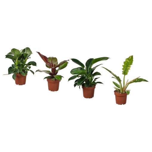 PHILODENDRON, Саксийно растение, Филодендрон, 305.986.77