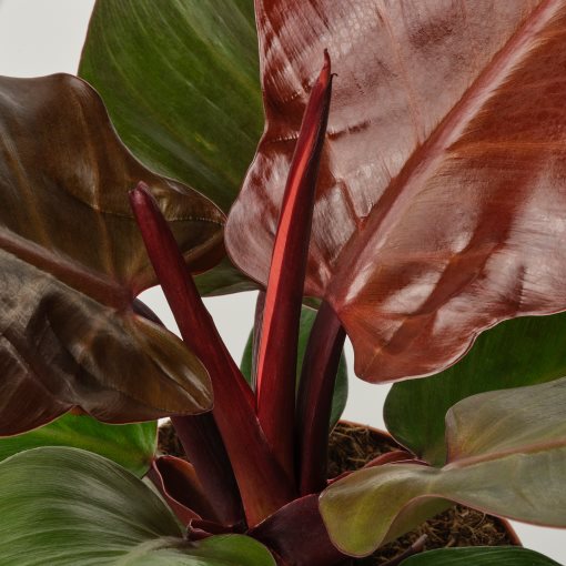 PHILODENDRON, Саксийно растение, Филодендрон, 305.986.77