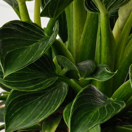 PHILODENDRON, Саксийно растение, Филодендрон, 305.986.77