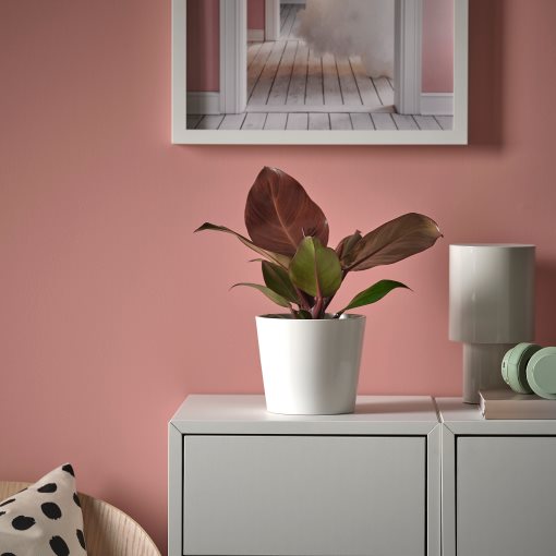 PHILODENDRON, Саксийно растение, Филодендрон, 305.986.77
