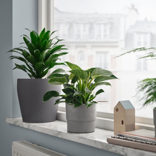 PHILODENDRON, Саксийно растение, Филодендрон, 305.986.77