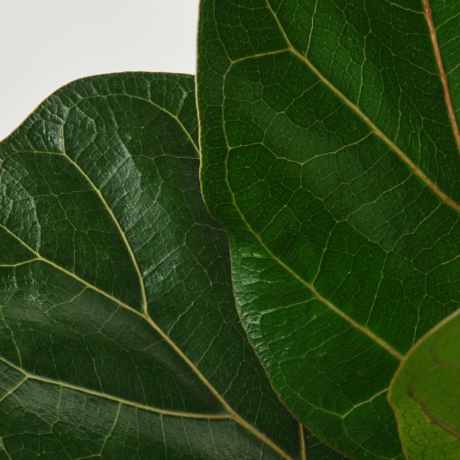 FICUS LYRATA BAMBINO, Саксийно растение, Фикус, 305.986.82