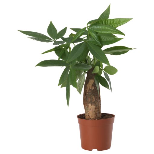 PACHIRA AQUATICA, саксийно растение, Пахира, 305.986.96