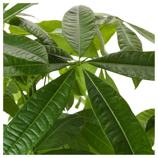 PACHIRA AQUATICA, саксийно растение, Пахира, 305.986.96