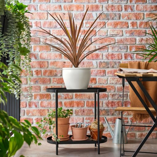 CORDYLINE INDIVISA, саксийно растение, Кордилине индивиза, 306.041.31