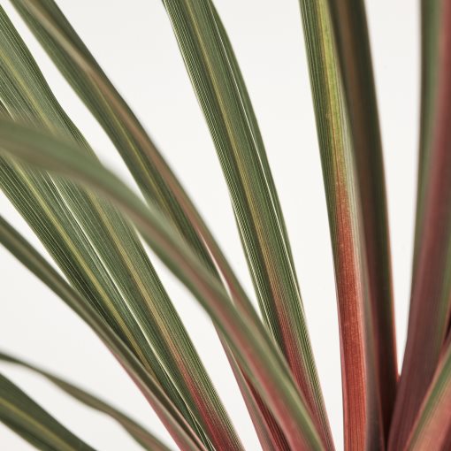 CORDYLINE INDIVISA, саксийно растение, Кордилине индивиза, 306.041.31