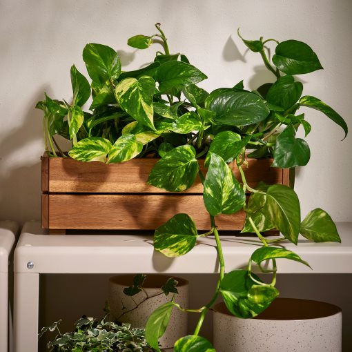 STJÄRNANIS, сандъче за цветя, 43x15 см, 306.120.27