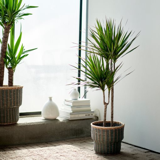 DRACAENA, Саксийно растение, 404.084.55