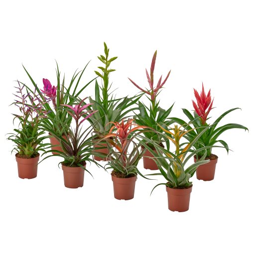 TILLANDSIA, Саксийно растение, Тиландсия, 405.982.38