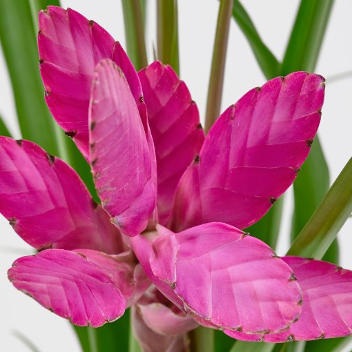 TILLANDSIA, Саксийно растение, Тиландсия, 405.982.38
