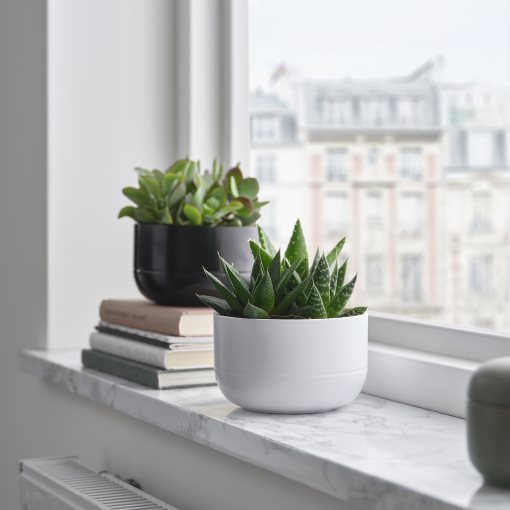 SUCCULENT, Саксийно растение, кактус, 405.986.86
