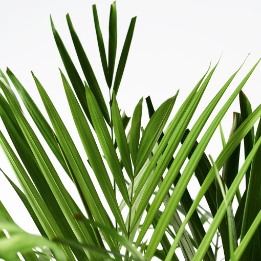 LUTESCENS, саксийно растение 24 см, Палма Areca, 468.040.05