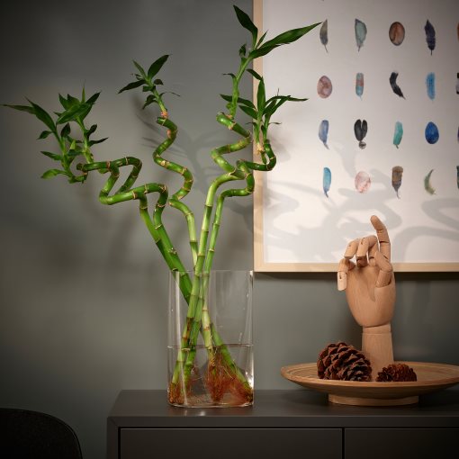 DRACAENA, растение, Бамбук Lucky/спирала, 500.645.89